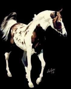 Click here to view "Hot Spotz", Nominated National Show Horse, Nominated Sweepstakes Sire, Tested Homozygous.  Standing at Stud